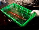 【初夏の味覚「活イカ」】活イカは大変繊細な取り扱いが必要な為、当館では専用の水槽で管理しております!