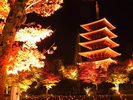 成相寺紅葉ライトアップ2025年のライトアップは終了いたしました