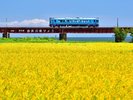 由良川秋の実り