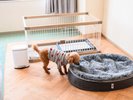 ■ドッグフレンドリールーム滞在イメージ