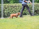 ドッグランイメージ