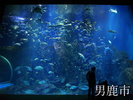 観光地 男鹿水族館GAO おさかなたち