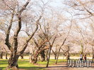 観光地 男鹿の桜の名所 船越館山公園