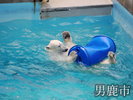観光地 男鹿水族館GAO しろくま豪太