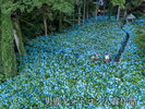 観光地【男鹿フォトコン入賞作品】 雲昌寺「紫陽花の海」