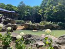 混浴露天風呂と夏のアナベル