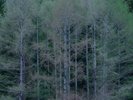 針葉樹