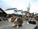 月うさぎの里