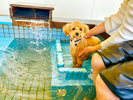 【ペット温泉】入浴時間は15時〜17時/6時半〜10時まで。小型犬〜大型犬までご利用いただけます!
