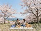 【周辺情報】千巌山で桜を眺めながら朝食ピクニックはいかがでしょうか♪(車で約7分)