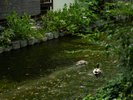 木屋町通