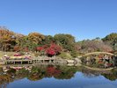 日本庭園 秋 2025