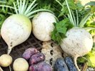 自家農園で育てたお野菜は、朝採れで新鮮なまま調理。薪火でさらに味を濃縮して特別な一皿としてご提供