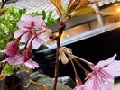 *庭の河津桜