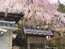 *春の寂光院(当館から徒歩3分)桜見頃(3月末〜4月初旬)
