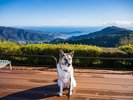 【客室タイプ】スカイデッキヴィラ with Dog