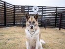 【客室タイプ】スカイデッキヴィラ with Dog