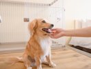 ワンちゃんと一緒にお部屋でゆったりとおくつろぎいただけます。