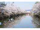 上杉公園は桜の名所です