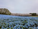 海の中道海浜公園(桜とネモフィラ)