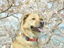 桜と看板犬ミナト