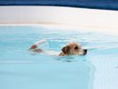 【夏季限定】愛犬専用プール