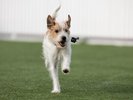 【DOG PARK(ホテル横)】
