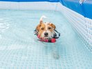 【夏季限定】愛犬専用プール