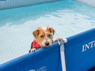 【夏季限定】愛犬専用プール