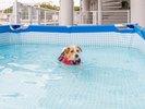 【夏季限定】愛犬専用プール