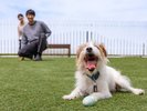 【DOG PARK(ホテル横)】