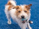 【DOG PARK(屋上)】