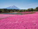 富士芝桜まつり(4月下旬頃〜5月頃開催)当館からお車で40分