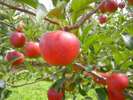 蜜がたっぷり詰まった福島県のりんご