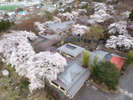 満開の桜をドローンで撮影しました。