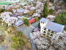 満開の桜をドローンで撮影しました。
