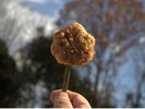 揚げ焼き紅葉饅頭