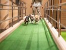 ミニドッグラン(時間:8時-チェックアウトまで 16-21時)