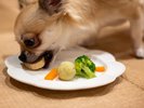 わんちゃんと一緒に楽しむお部屋食