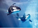 【当館から約50分】イルカショーもあって一日楽しめる「名古屋港水族館」