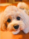 愛犬とお泊り