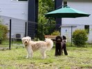 駐車場に併設されたドッグラン。わんちゃんものびのび