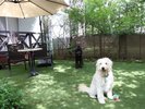 【本館】お部屋についた専用のお庭で思いっきりワンコと遊ぼう♪