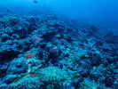 ダイビングではカラフルな熱帯魚や南国特有の生き物を観察できます。
