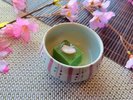 ホタルイカ・・ヨモギ豆腐・季節のお造り盛り合わせ 春メニューのイメージです。
