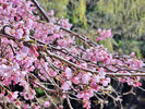 【春の庭園を彩る桜】