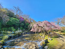 【春の庭園を彩る桜】