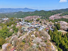 【春の庭園を彩る桜】
