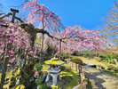 【春の庭園を彩る桜】