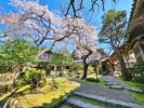 【春の庭園を彩る桜】